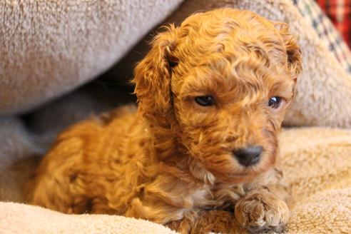 成約済の愛知県のトイプードル-67389の9枚目