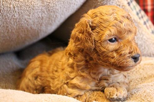 成約済の愛知県のトイプードル-67389の8枚目