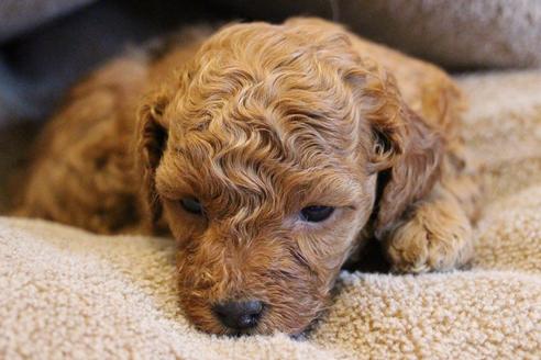 成約済の愛知県のトイプードル-67389の7枚目