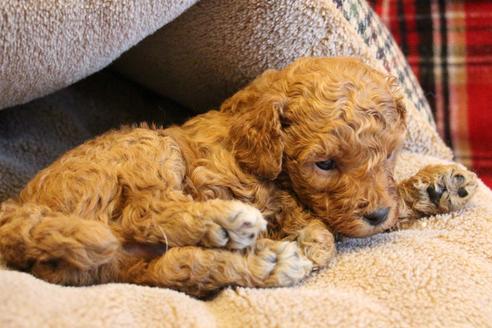 成約済の愛知県のトイプードル-67389の6枚目