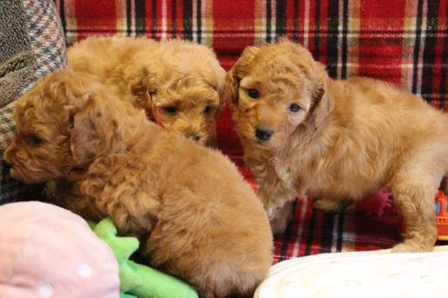 成約済の愛知県のトイプードル-67387の6枚目