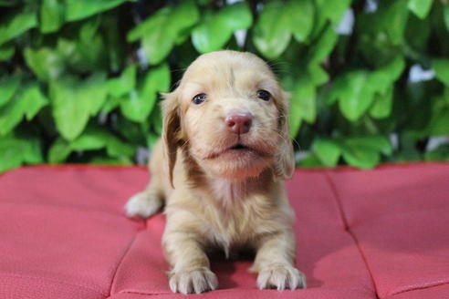 成約済の京都府のミニチュアダックスフンド(ロングヘアード)-66995の3枚目
