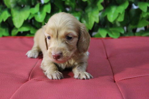 成約済の京都府のミニチュアダックスフンド(ロングヘアード)-66995の1枚目