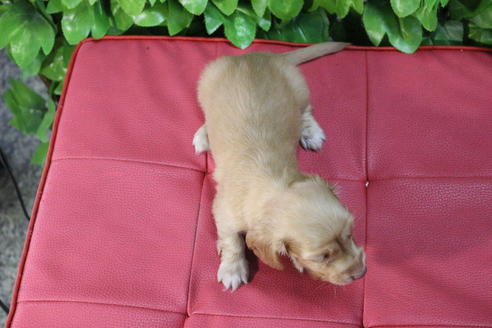 成約済の京都府のミニチュアダックスフンド(ロングヘアード)-66995の2枚目