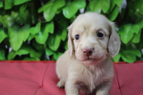 成約済の京都府のミニチュアダックスフンド(ロングヘアード)-66994の1枚目