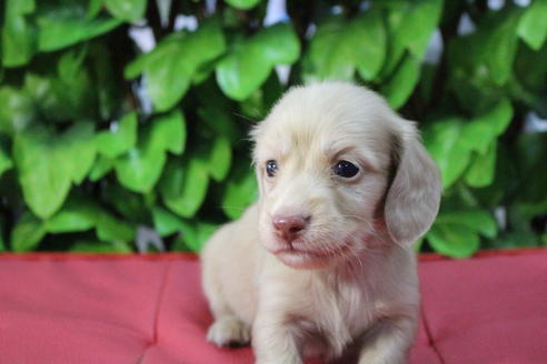 成約済の京都府のミニチュアダックスフンド(ロングヘアード)-66994の3枚目