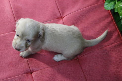 成約済の京都府のミニチュアダックスフンド(ロングヘアード)-66994の2枚目