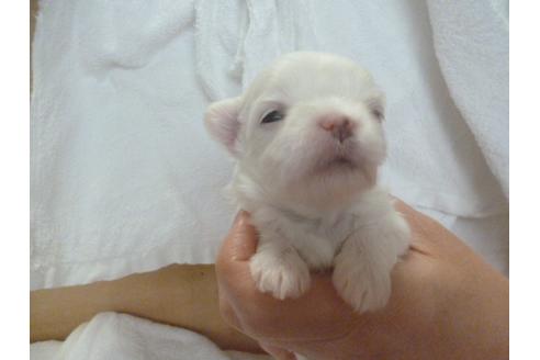 成約済の福岡県のマルチーズ-68223の1枚目