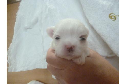 成約済の福岡県のマルチーズ-68223の4枚目