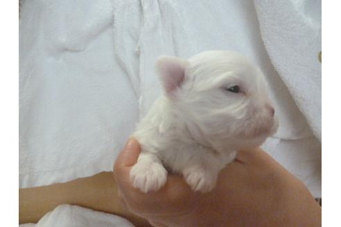 成約済の福岡県のマルチーズ-68223の3枚目