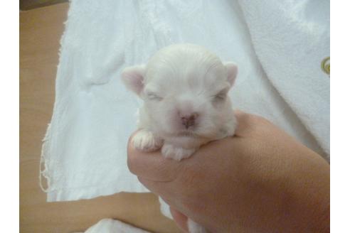 成約済の福岡県のマルチーズ-68223の2枚目