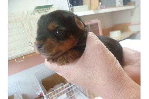 成約済の福岡県のヨークシャーテリア-68225の4枚目