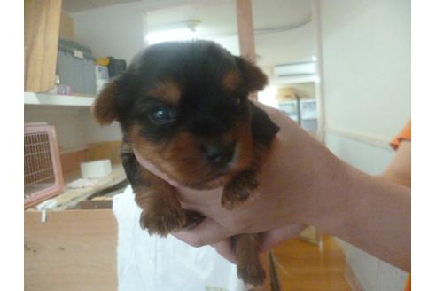 成約済の福岡県のヨークシャーテリア-68225の3枚目