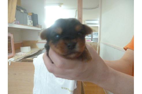 成約済の福岡県のヨークシャーテリア-68225の2枚目