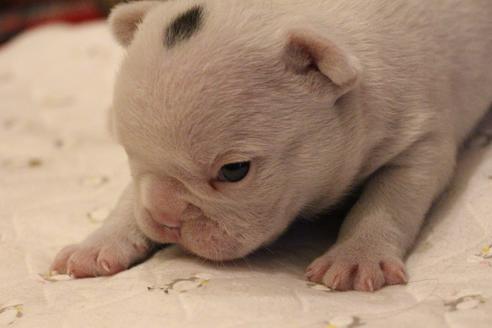 成約済の愛知県のフレンチブルドッグ-68227の11枚目