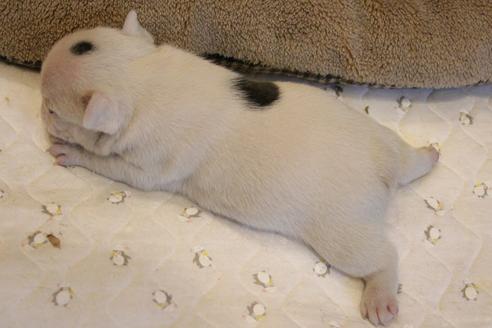 成約済の愛知県のフレンチブルドッグ-68227の10枚目