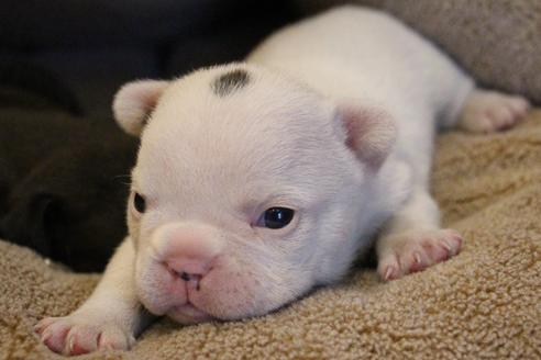 成約済の愛知県のフレンチブルドッグ-68227の9枚目