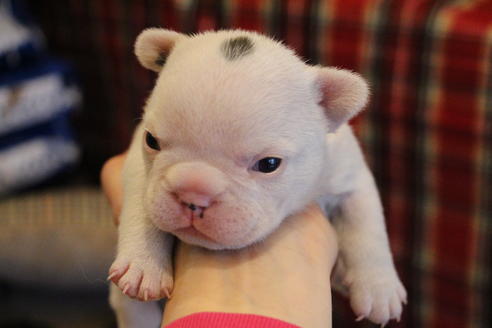 成約済の愛知県のフレンチブルドッグ-68227の8枚目