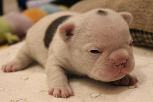 成約済の愛知県のフレンチブルドッグ-68227の7枚目