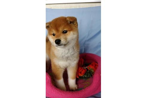 成約済の鹿児島県の柴犬-68228