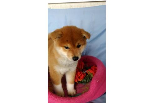 成約済の鹿児島県の柴犬-68228の2枚目