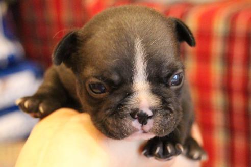 成約済の愛知県のフレンチブルドッグ-68229の14枚目