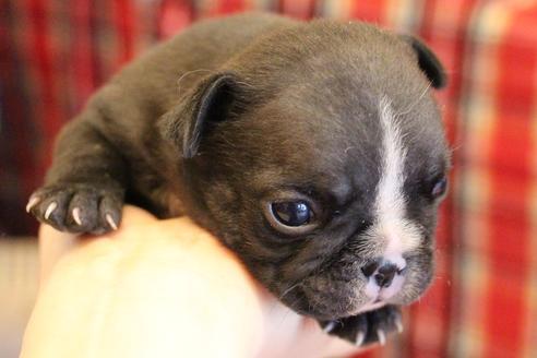 成約済の愛知県のフレンチブルドッグ-68229の13枚目