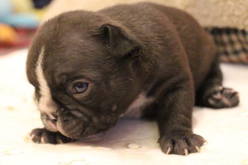 成約済の愛知県のフレンチブルドッグ-68229の12枚目