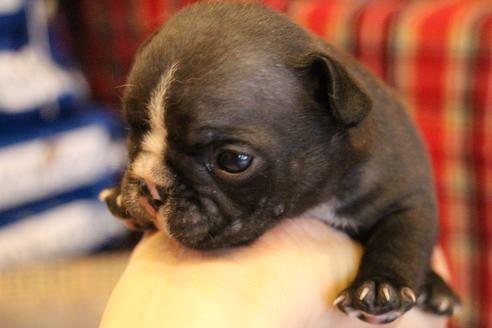 成約済の愛知県のフレンチブルドッグ-68229の11枚目