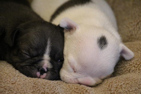 成約済の愛知県のフレンチブルドッグ-68229の10枚目