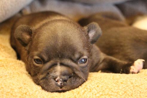 成約済の愛知県のフレンチブルドッグ-68231の15枚目