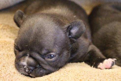 成約済の愛知県のフレンチブルドッグ-68231の14枚目