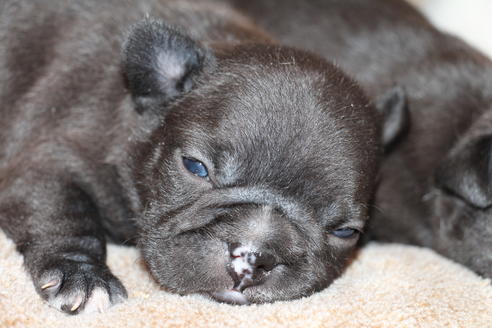 成約済の愛知県のフレンチブルドッグ-68231の13枚目