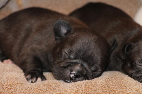 成約済の愛知県のフレンチブルドッグ-68231の12枚目