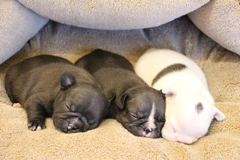 成約済の愛知県のフレンチブルドッグ-68231の11枚目