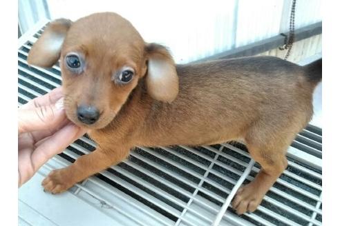 成約済の岐阜県のミックス犬-68234