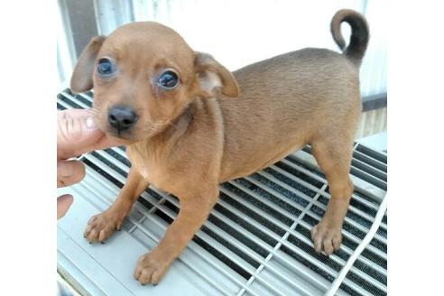 成約済の岐阜県のミックス犬-68235
