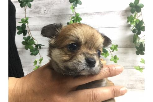 成約済の静岡県のチワワ(ロングコート)-66234