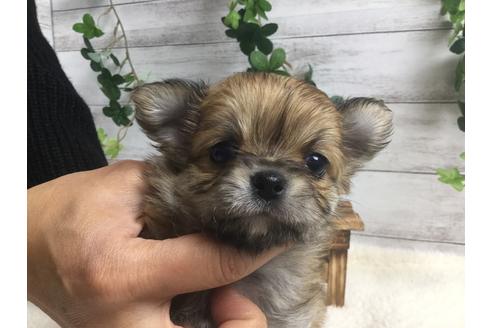 成約済の静岡県のチワワ(ロングコート)-66236