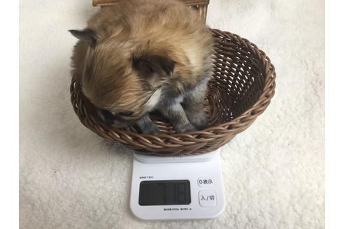 成約済の静岡県のチワワ(ロングコート)-66236の2枚目