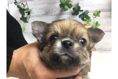 成約済の静岡県のチワワ(ロングコート)-66238