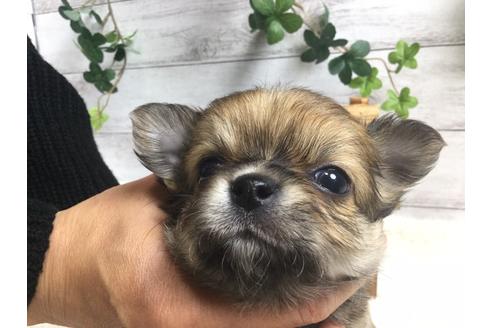 成約済の静岡県のチワワ(ロングコート)-66238の4枚目