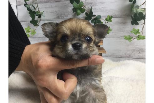 成約済の静岡県のチワワ(ロングコート)-66238の3枚目