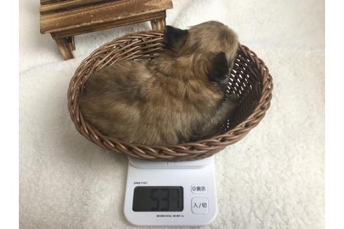 成約済の静岡県のチワワ(ロングコート)-66238の2枚目