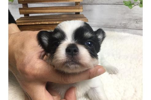 成約済の静岡県のチワワ(ロングコート)-67125の7枚目