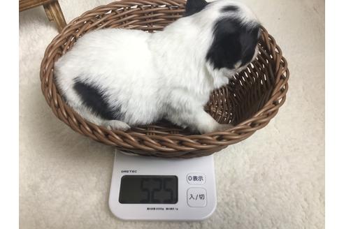 成約済の静岡県のチワワ(ロングコート)-67125の6枚目