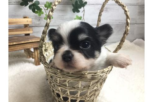 成約済の静岡県のチワワ(ロングコート)-67125の5枚目