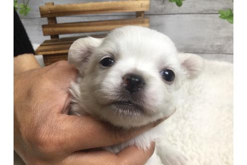 成約済の静岡県のチワワ(ロングコート)-67126の8枚目