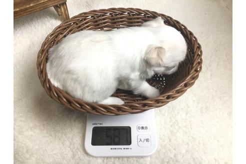 成約済の静岡県のチワワ(ロングコート)-67126の7枚目