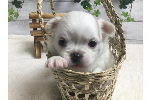 成約済の静岡県のチワワ(ロングコート)-67126の6枚目